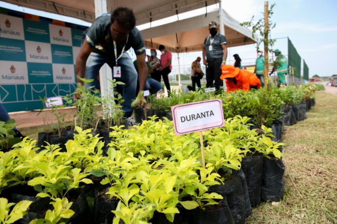 Ação ambiental com doações de livros em troca de mudas de plantas