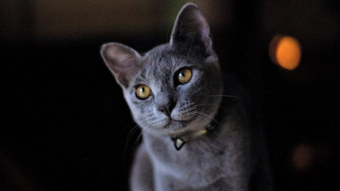 Gatos russos são banidos de competições internacionais (Foto: Reprodução)