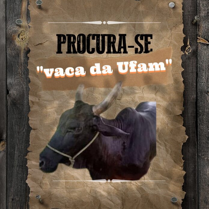 Procura-se vaca da Ufam