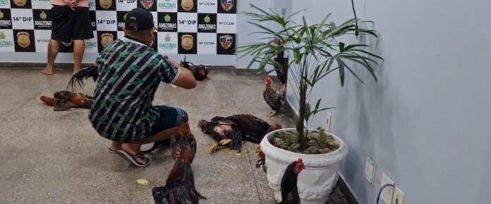 Vídeo: homens são presos suspeitos de promover rinha de galo