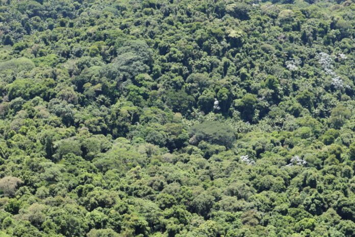 Mata Atlântica preservada biomas