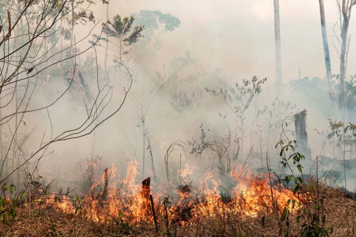 Marina Silva declara emergência ambiental no Amazonas