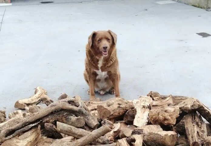 Cachorro mais velho do mundo celebra 31 anos de idade