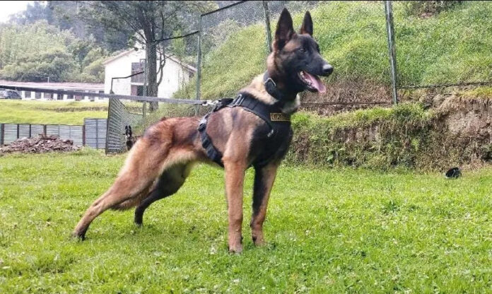 Depois de resgate das crianças, equipes na Colômbia acham pegadas do cão Wilson