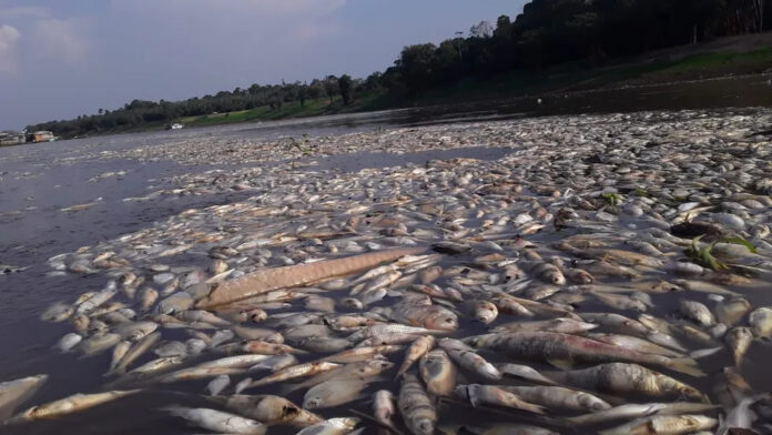 VÍDEO: Moradores de Tefé filmam boto e peixes mortos em lago devido à seca