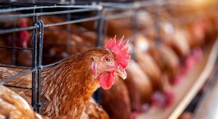 Por causa da gripe aviária, Japão suspende importação de carne de aves de Mato Grosso do Sul