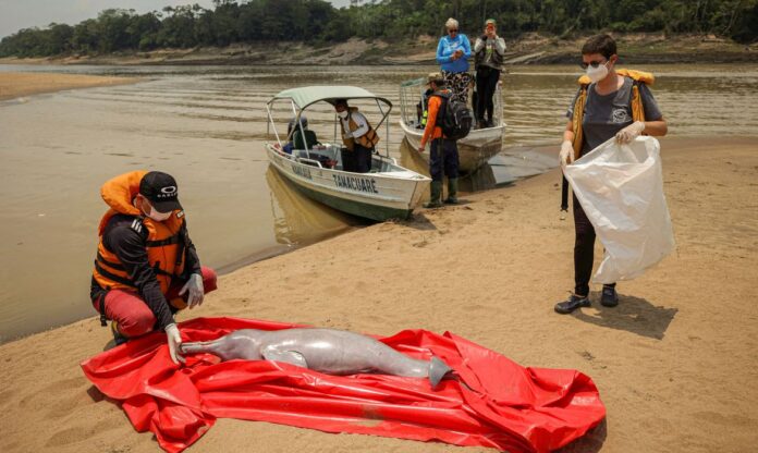 Seca: Pesquisadores vão isolar trechos do Lago Tefé para evitar mortes de botos