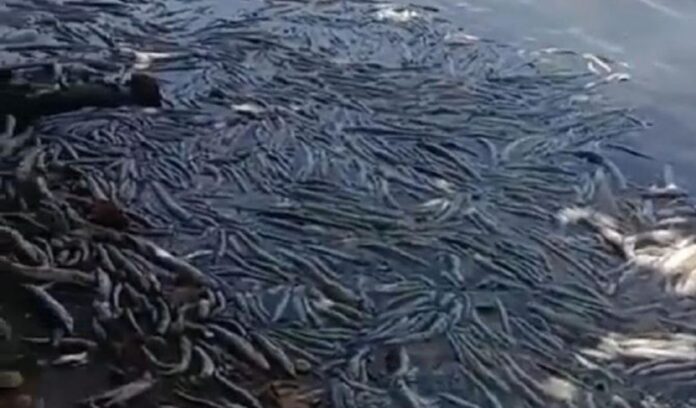 VÍDEO: Milhares de peixes aparecem mortos em lagoa onde mina afundou em Maceió