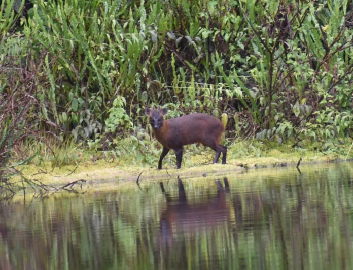 Nova espécie de mamífero é encontrada no Peru